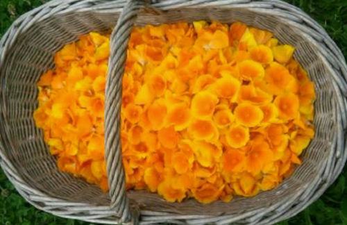 panier de fleurs orange