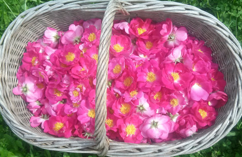 panier de fleurs roses